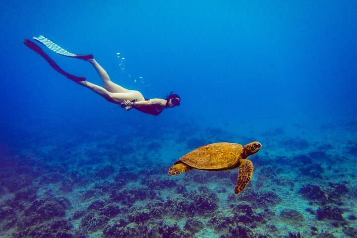 Snorkeling Easter Island’s Coral Reefs: Guided Ovahe Beach Experience photo 3