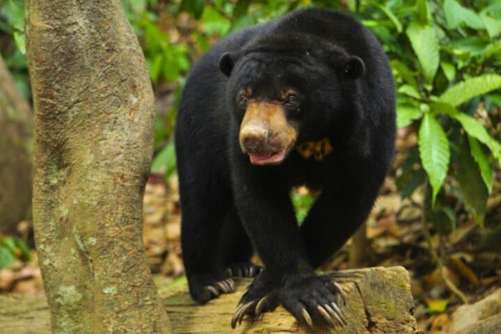 Luang Prabang Mountain Trek to Kuang Si Waterfall — Day Hike, Swim & Bear Rescue Visit photo 3