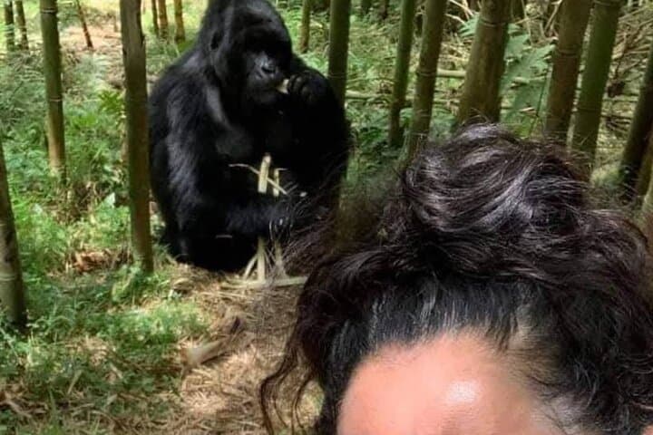 3-Day Bwindi Gorilla Trekking & Lake Bunyonyi Fly-In Safari photo 2