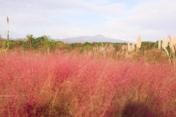 Exploring Jeju Island in Autumn: Pink Muhly, Tangerine Picking & Mt. Halla Wonders photo 2