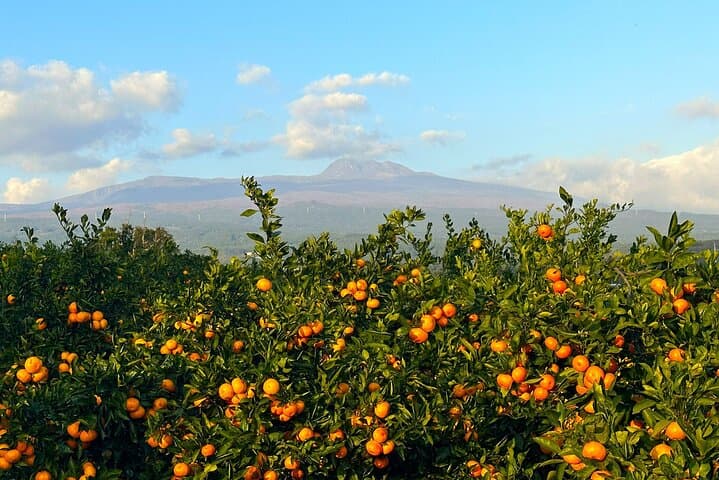 Exploring Jeju Island in Autumn: Pink Muhly, Tangerine Picking & Mt. Halla Wonders photo 5