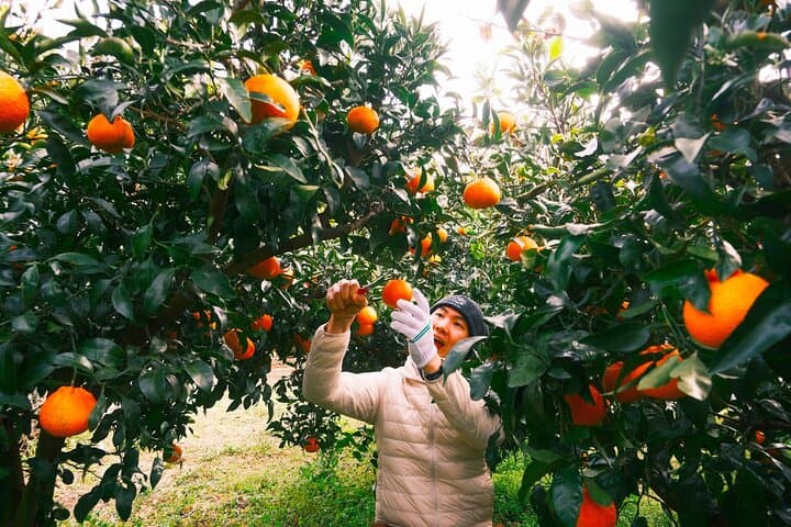 Exploring Jeju Island in Autumn: Pink Muhly, Tangerine Picking & Mt. Halla Wonders
