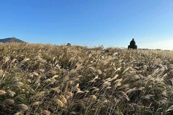 Exploring Jeju Island in Autumn: Pink Muhly, Tangerine Picking & Mt. Halla Wonders photo 3