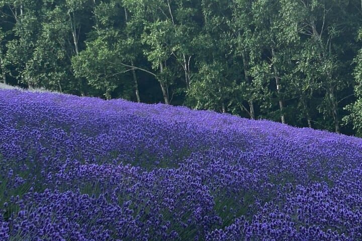Private Biei & Furano Scenic Day Tour — Christmas Tree, Patchwork Road & Ningle Terrace photo 2