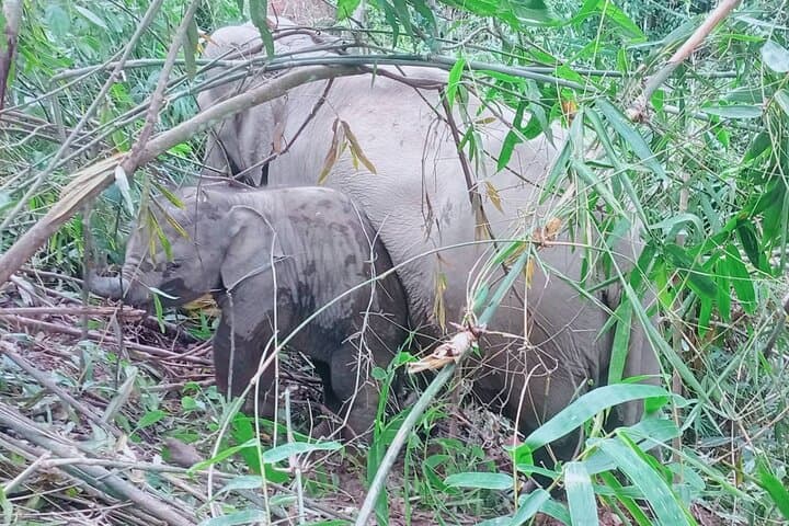 Chiang Mai Afternoon Elephant Observation — Ethical Half-Day Sanctuary Tour
