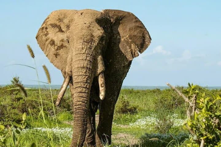 Amboseli Day Safari from Nairobi: Kilimanjaro Views, Elephants & Maasai Village