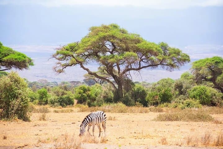 Amboseli Day Safari from Nairobi: Kilimanjaro Views, Elephants & Maasai Village photo 3