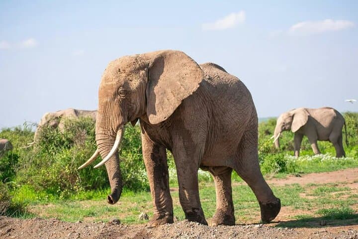 Amboseli Day Safari from Nairobi: Kilimanjaro Views, Elephants & Maasai Village photo 4