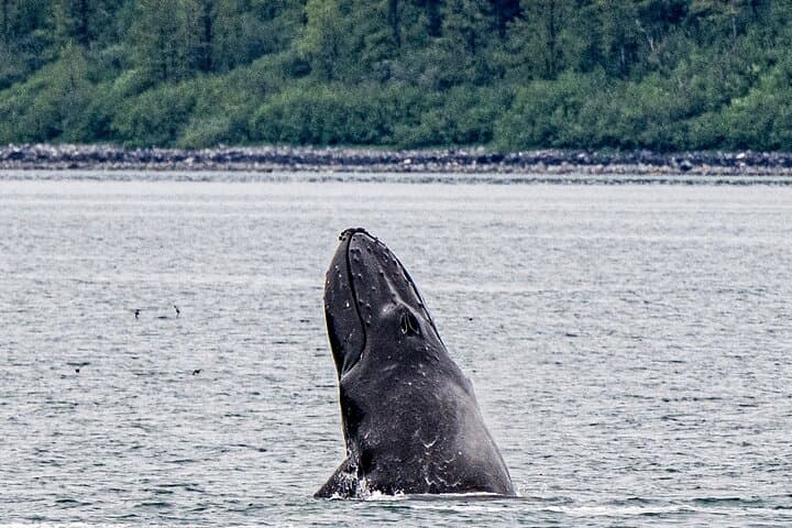 Glacier Bay Day Tour: Tidewater Glaciers, Whales & Ranger-Narrated Cruise photo 3