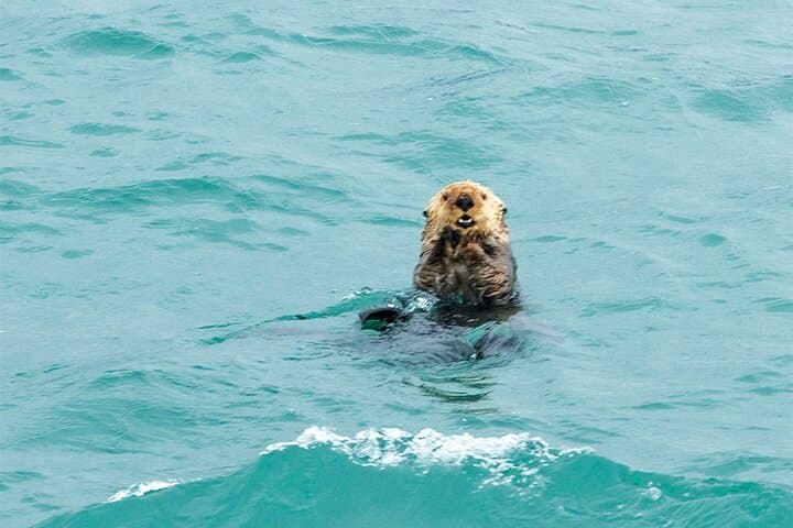 Glacier Bay Day Tour: Tidewater Glaciers, Whales & Ranger-Narrated Cruise photo 6
