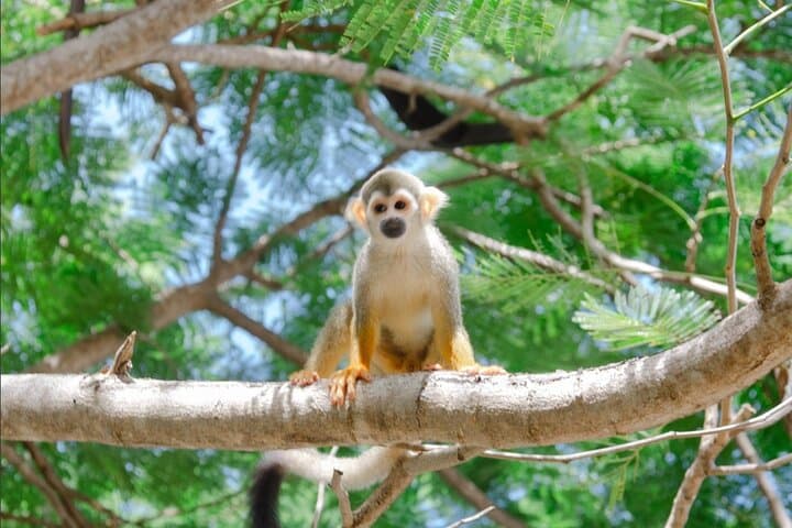 Private Monkey House VIP Experience in Punta Cana — 4 Monkey Species & Professional Photo Shoot photo 2