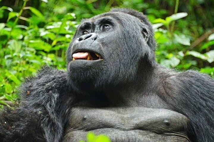 9-Day Uganda Wildlife & Primate Safari — Gorillas, Chimps & Murchison Falls photo 2