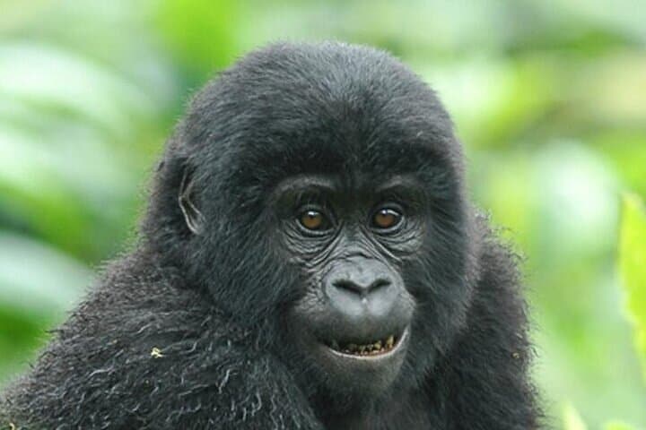 9-Day Uganda Wildlife & Primate Safari — Gorillas, Chimps & Murchison Falls photo 3