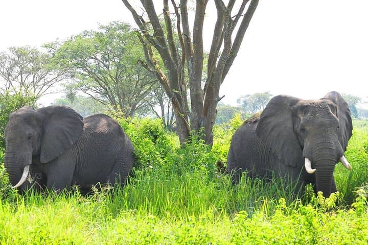 9-Day Uganda Wildlife & Primate Safari — Gorillas, Chimps & Murchison Falls photo 4