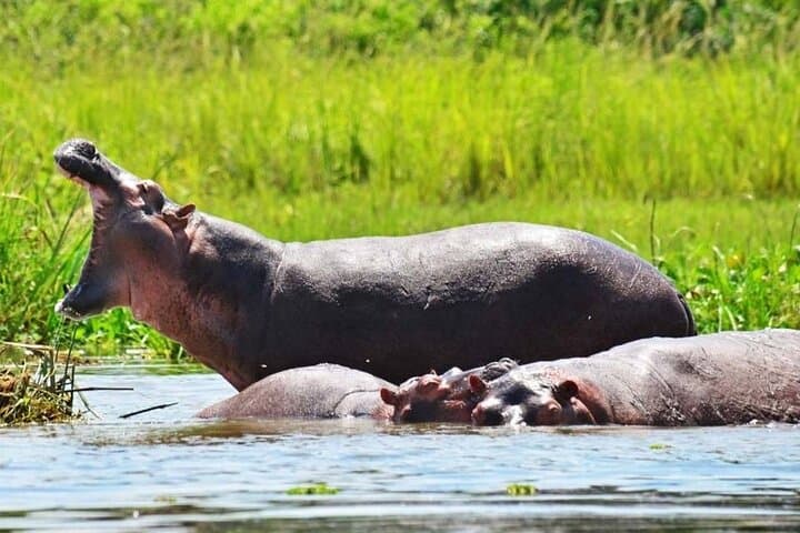 9-Day Uganda Wildlife & Primate Safari — Gorillas, Chimps & Murchison Falls photo 5