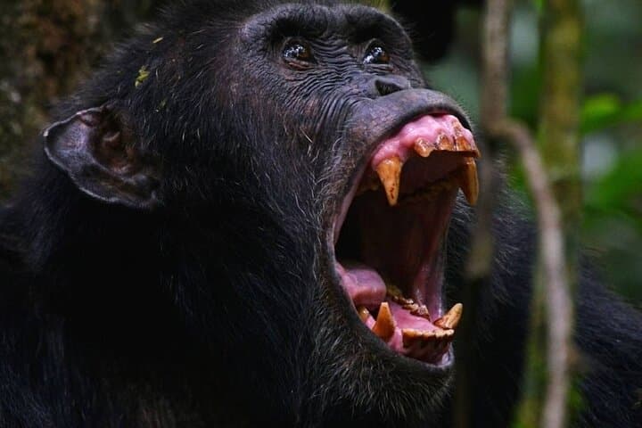 9-Day Uganda Wildlife & Primate Safari — Gorillas, Chimps & Murchison Falls photo 6