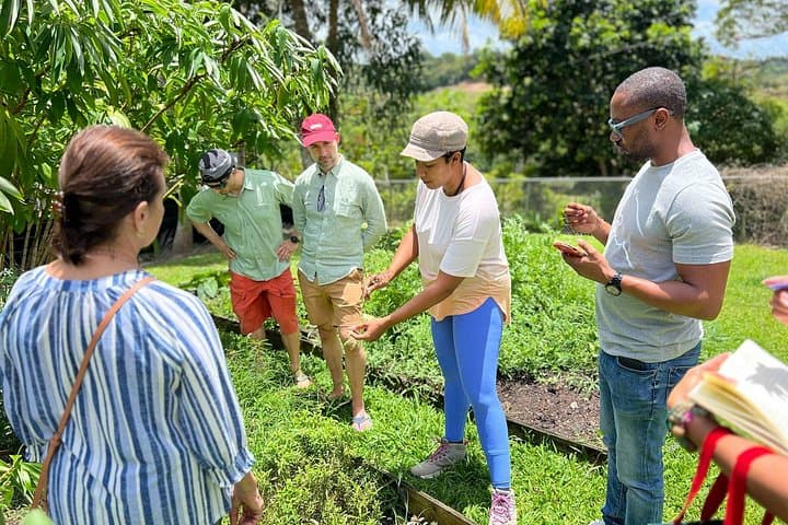 Learning About Medicinal Plants of Puerto Rico: Farm Walk & Remedy Workshop photo 1