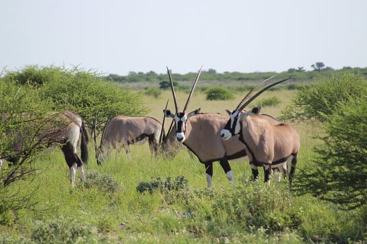 7-Day Expedition: Okavango, Moremi & Central Kalahari Safari