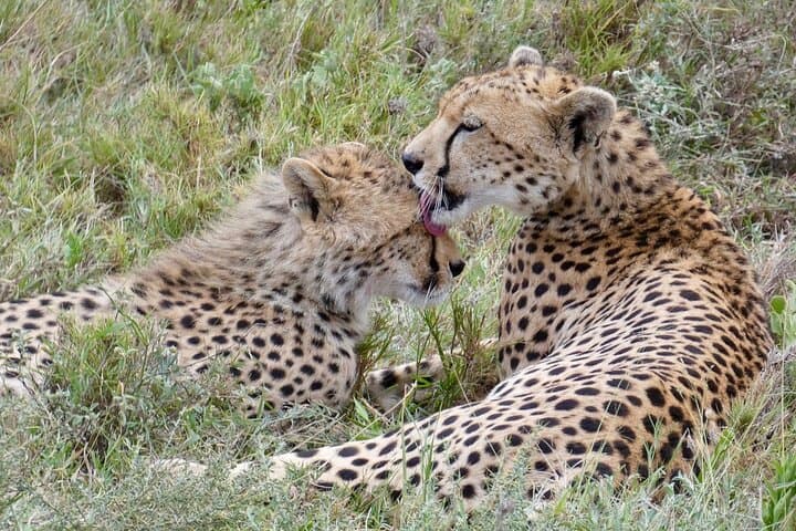 7-Day Mid-Luxury Tanzania Safari — Tarangire, Serengeti & Ngorongoro