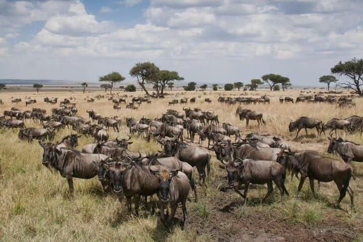 3-day-masai-mara-small-group-4x4-safari