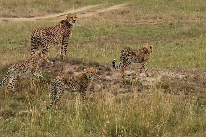 3-day-masai-mara-small-group-4x4-safari photo 2