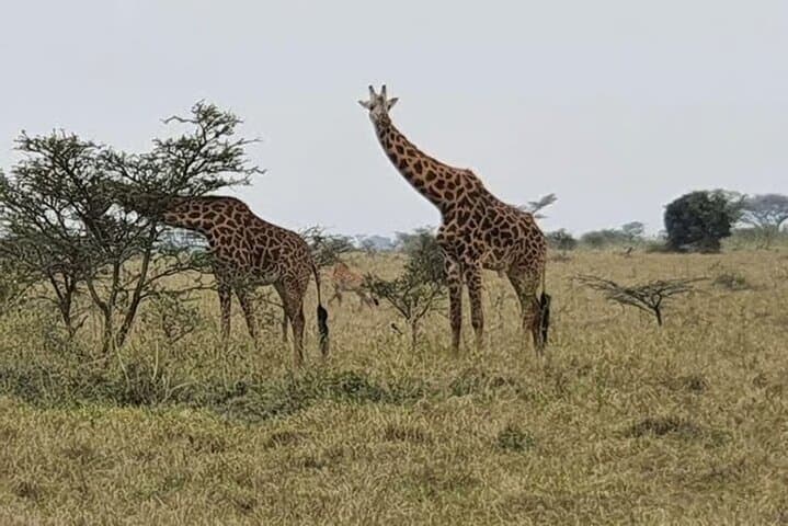 3-day-masai-mara-small-group-4x4-safari photo 4