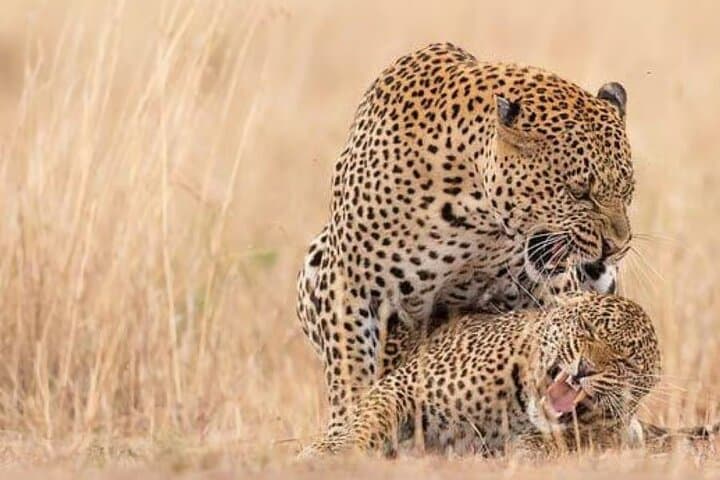 3-day-masai-mara-small-group-4x4-safari photo 6