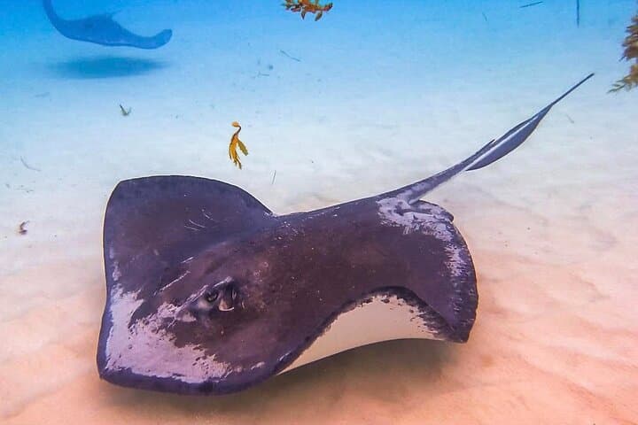 Stingray City & Seven Mile Beach Adventure — Swim with Stingrays and Relax on Grand Cayman's Best Beach
