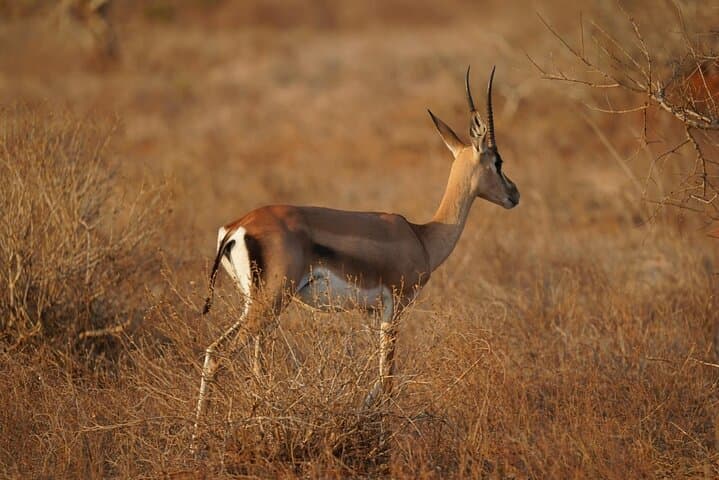 Overnight Tsavo East Safari from Mombasa — 2-Day Wildlife Safari to Voi photo 2