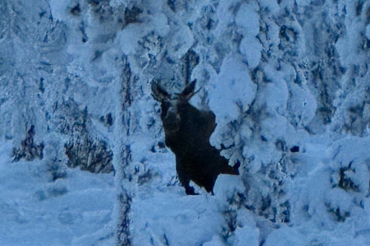 Explore Swedish Lapland: Snowmobile Adventure in Kiruna's Arctic Wilderness photo 2