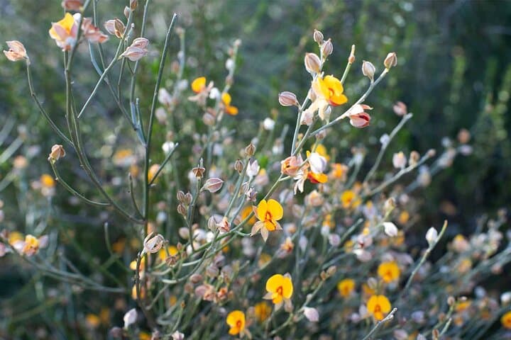 Gurulmundi Wildflower Wonderland Day Tour from Roma photo 4
