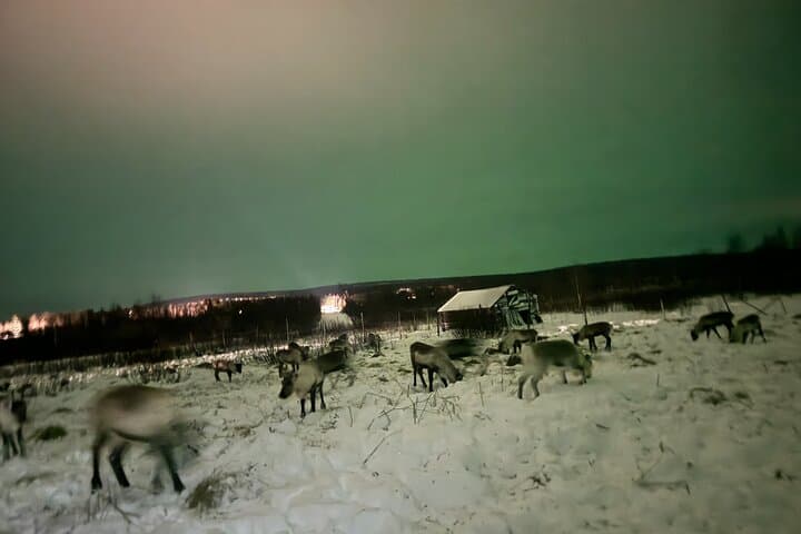 Feed Reindeer and Hunt the Northern Lights: Sámi Reindeer Experience from Kiruna photo 3