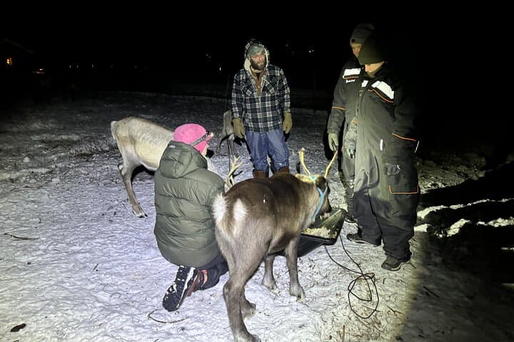 Feed Reindeer and Hunt the Northern Lights: Sámi Reindeer Experience from Kiruna photo 4