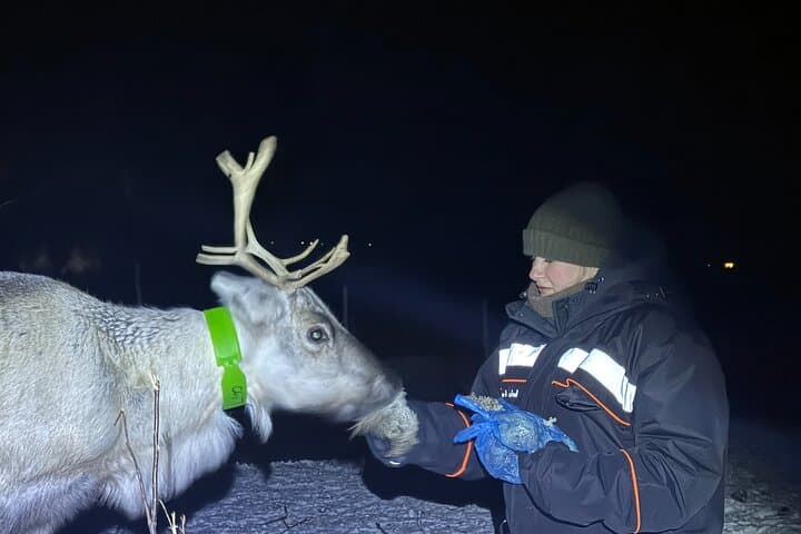 Feed Reindeer and Hunt the Northern Lights: Sámi Reindeer Experience from Kiruna photo 5