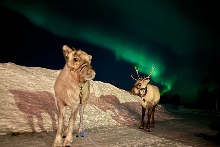 Feed Reindeer and Hunt the Northern Lights: Sámi Reindeer Experience from Kiruna