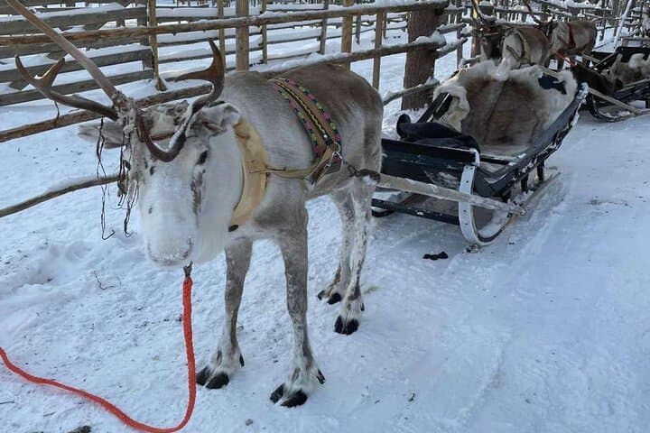 Reindeer Sleigh Ride & Husky Kennel Visit in Levi — Sami Cultural Experience photo 5