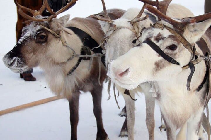 Reindeer Sleigh Ride & Husky Kennel Visit in Levi — Sami Cultural Experience photo 2