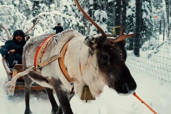Reindeer Sleigh Ride & Husky Kennel Visit in Levi — Sami Cultural Experience photo 6