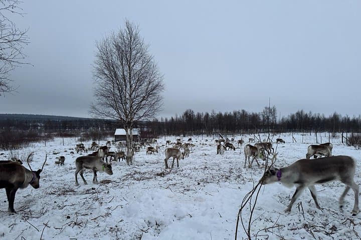 Hands-On Reindeer Feeding and Sámi Culture Tour in Övre-Soppero photo 3