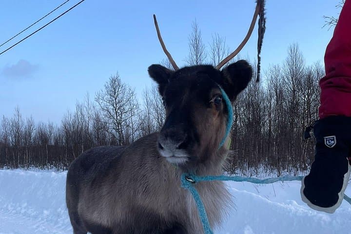 Hands-On Reindeer Feeding and Sámi Culture Tour in Övre-Soppero photo 2