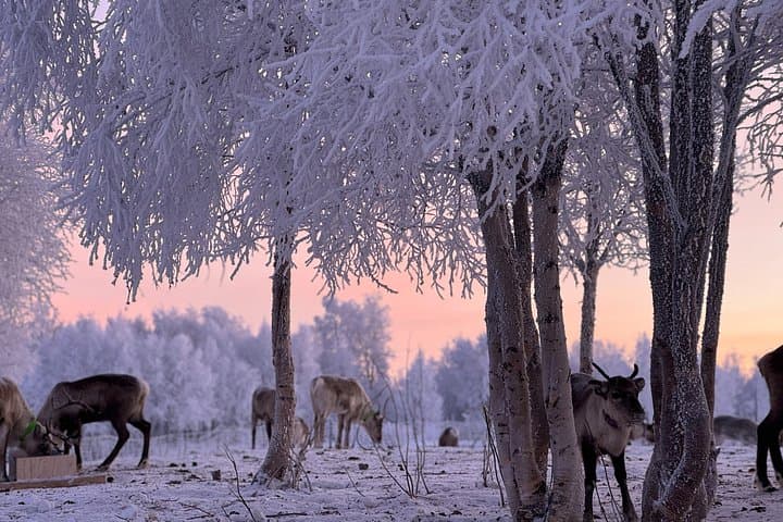 Hands-On Reindeer Feeding and Sámi Culture Tour in Övre-Soppero photo 4