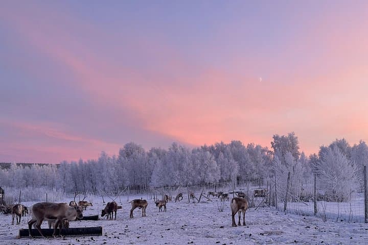 Hands-On Reindeer Feeding and Sámi Culture Tour in Övre-Soppero photo 1