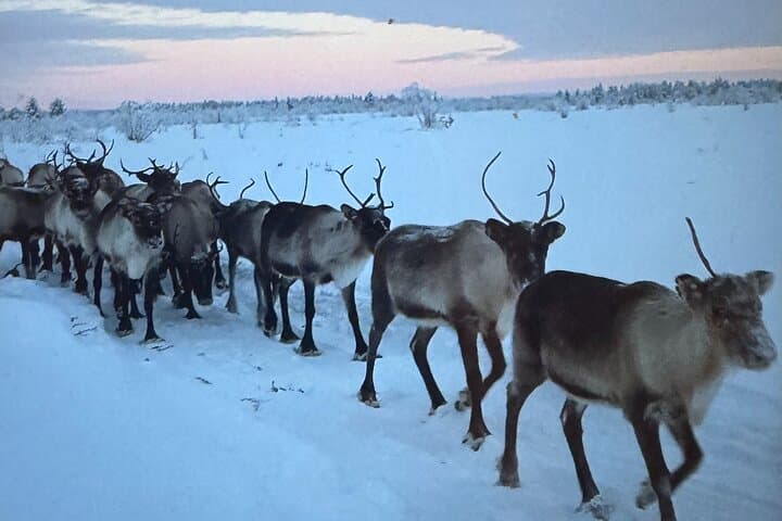 Sami Reindeer Feeding Morning in Kiruna — Meet Free-Roaming Herds photo 1