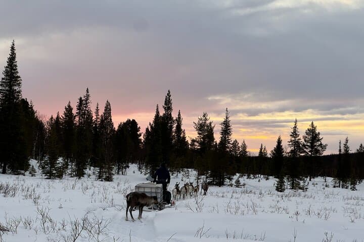 Sami Reindeer Feeding Morning in Kiruna — Meet Free-Roaming Herds photo 2