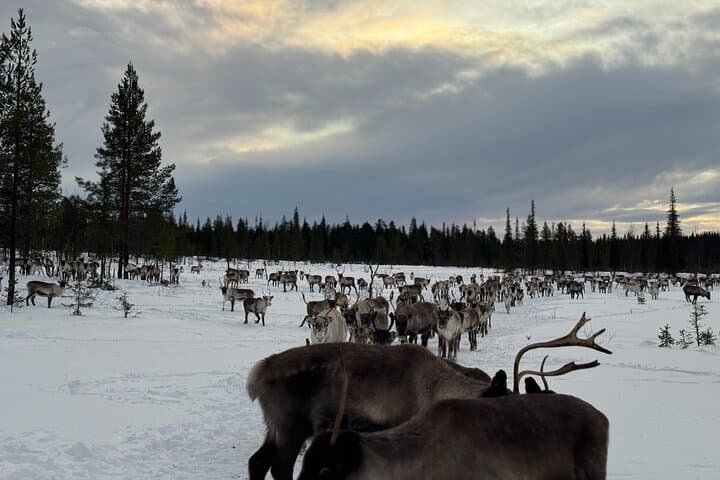 Sami Reindeer Feeding Morning in Kiruna — Meet Free-Roaming Herds photo 4