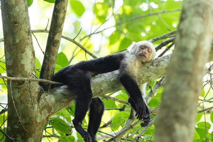 Tarcoles River Crocodile Safari & Puntarenas Cultural Tour photo 3