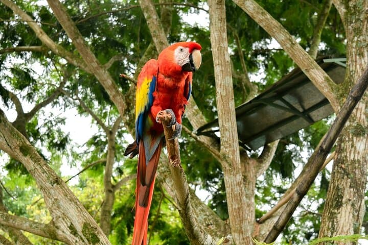 Tarcoles River Crocodile Safari & Puntarenas Cultural Tour photo 4