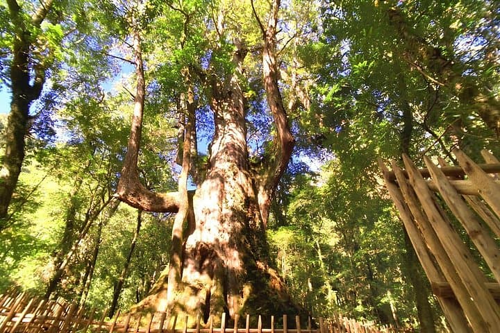 2-Day Smangus Adventure: Ancient Cypress Grove & Atayal Village Stay photo 4