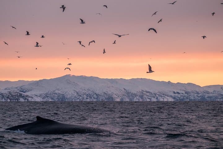 Tromsø RIB Whale Safari: Up-Close Arctic Whale Watching with Transfer photo 6