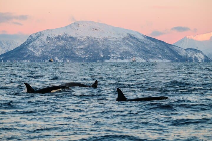 Tromsø RIB Whale Safari: Up-Close Arctic Whale Watching with Transfer photo 2